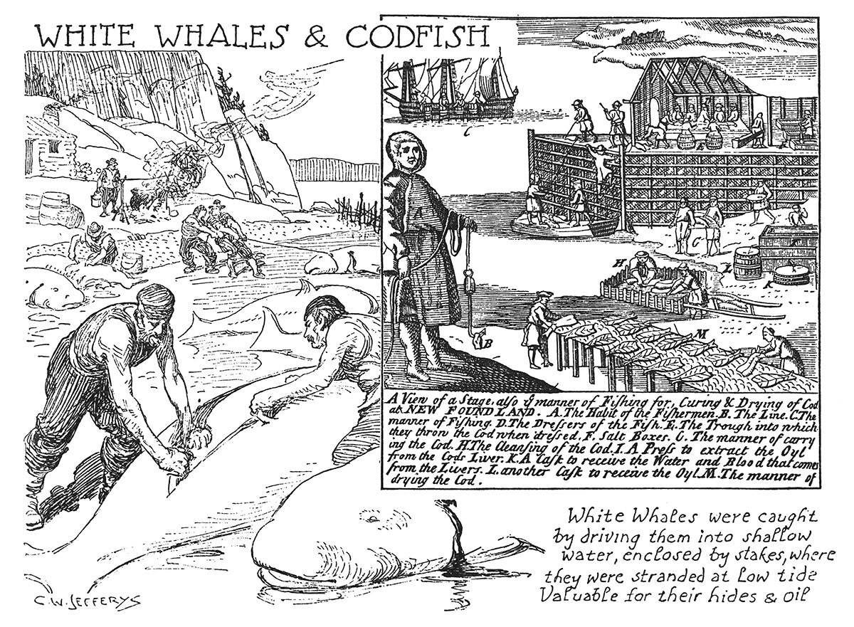 White Whales and Codfish