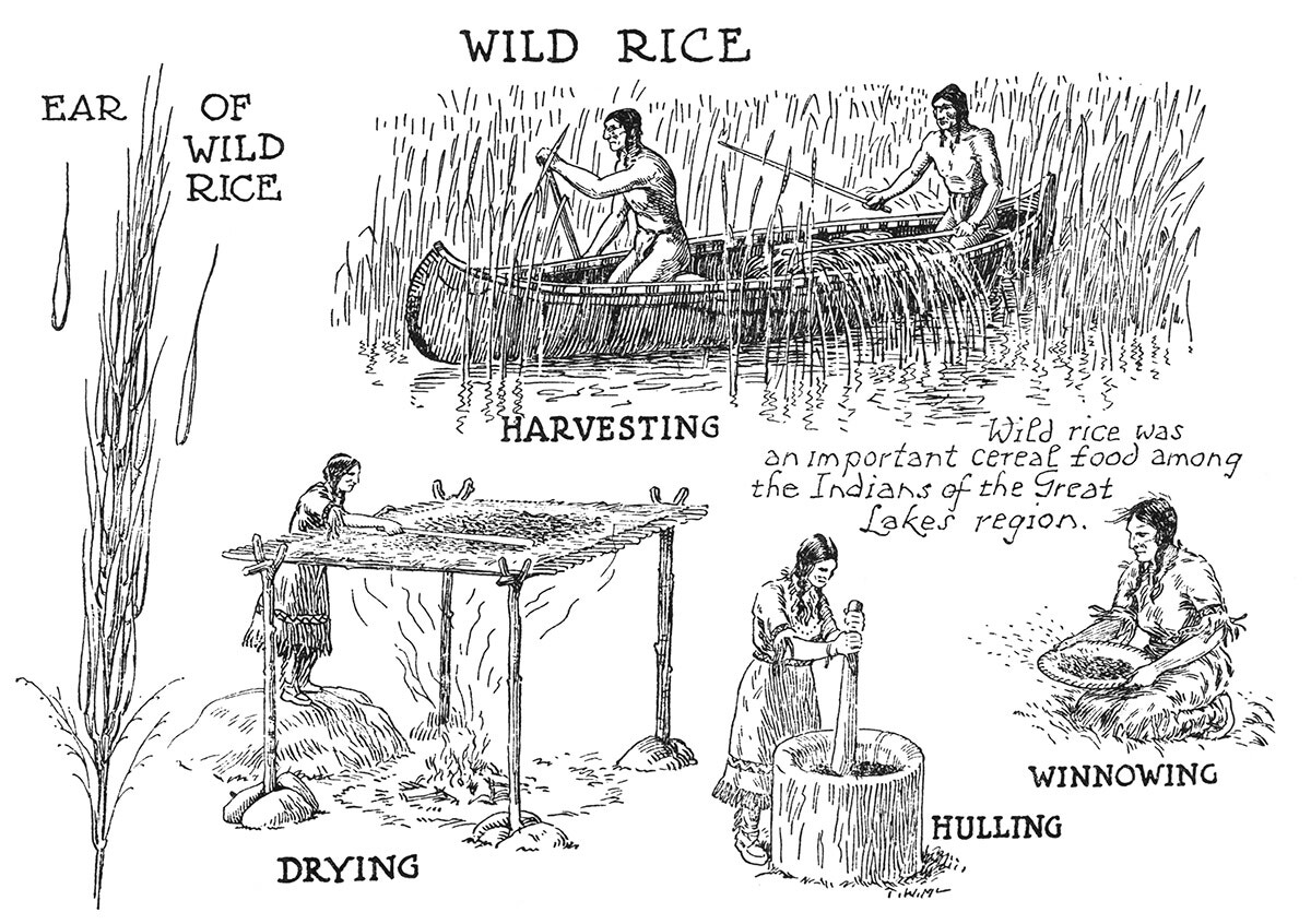 Wild Rice