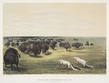 Buffalo Hunt, Under the White Wolf Skin by George Catlin